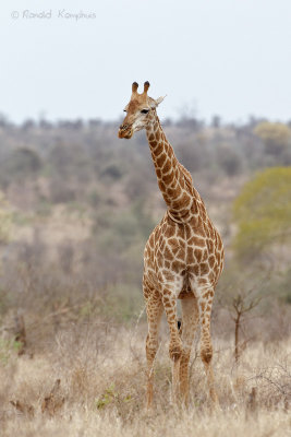 Giraffe