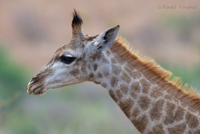 Giraffe