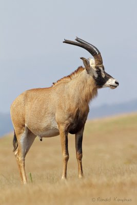 Roan antilope