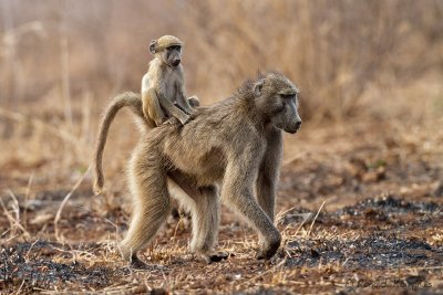 Chacma Baboon - Baviaan