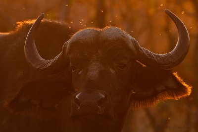 Cape Buffalo - Kaapse buffel