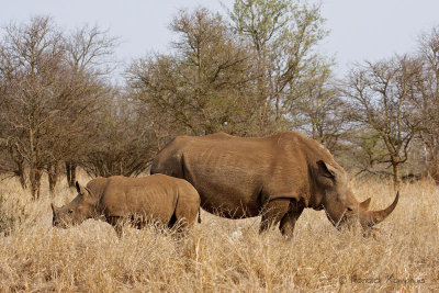 White Rhino - Witte neushoorn