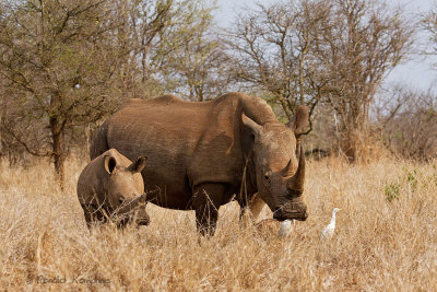 White Rhino - Witte neushoorn