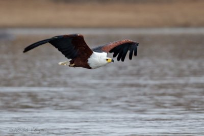 African Fish eagle - Afrikaanse visarend