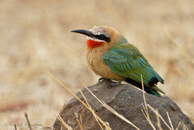 White-fronted Bee-eater - Witkapbijeneter