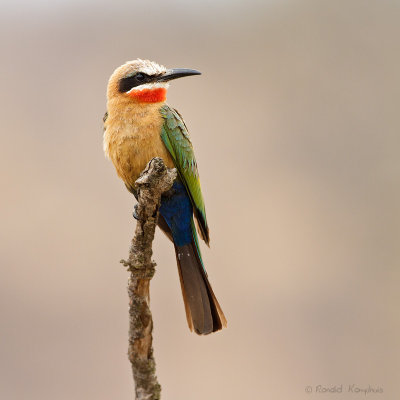 White-fronted Bee-eater - Witkapbijeneter