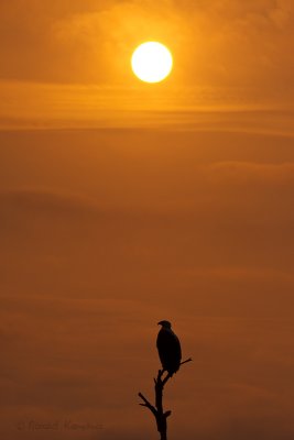 African Fish eagle - Afrikaanse visarend