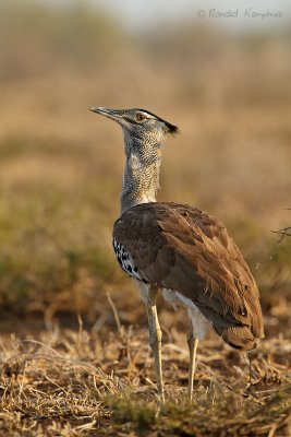 Kori Bustard - Koritrap