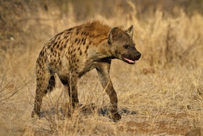 Spotted Hyena - Gevlekte hyena