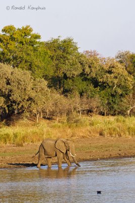 Elephant - Olifant