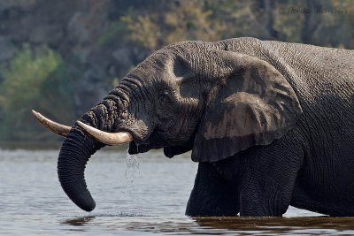 Elephant - Olifant