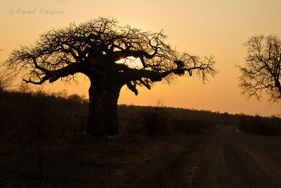 Baobab  sunset