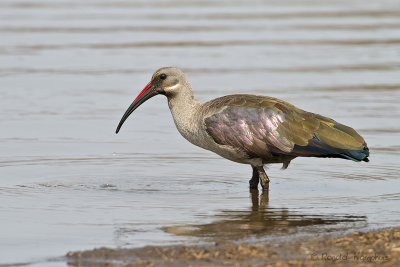 Hadeda ibis