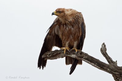Birds of prey - Roofvogels