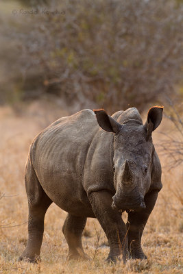 White Rhino - Witte neushoorn