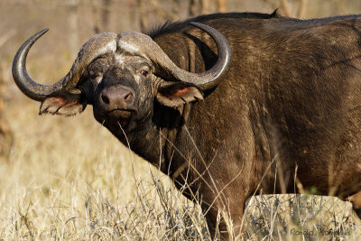 Cape Buffalo - Kaapse buffel