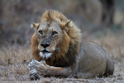 Lion - Leeuw
