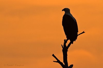 African Fish eagle - Afrikaanse visarend