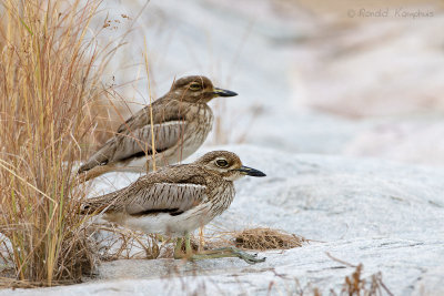 Water Thick-knee - Watergriel