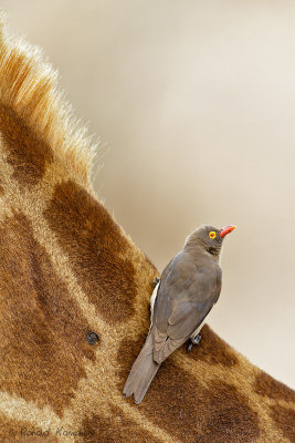 Red-billed Oxpecker - Roodsnavelossepikker