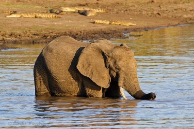 Elephant - Olifant