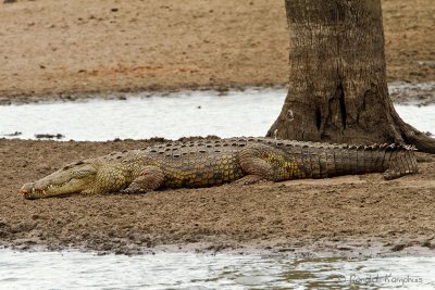 Nile crocodile - Nijlkrokodil