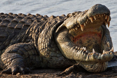 Nile crocodile - Nijlkrokodil