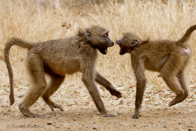 Chacma Baboon - Baviaan