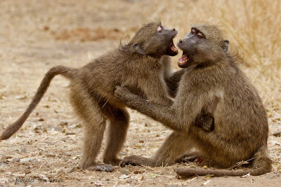 Chacma Baboon - Baviaan