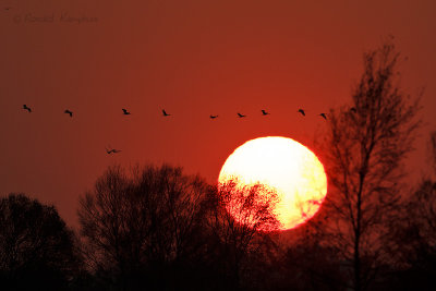 Common Crane - Kraanvogel