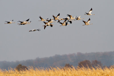 Common Crane - Kraanvogel