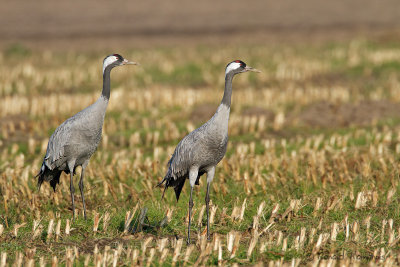 Common Crane - Kraanvogel