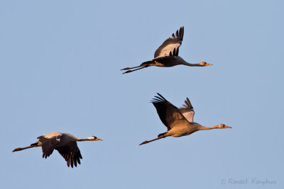 Common Crane - Kraanvogel