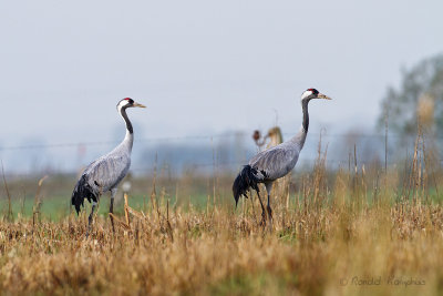 Common Crane - Kraanvogel