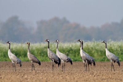 Common Crane - Kraanvogel