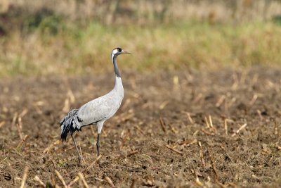 Common Crane - Kraanvogel