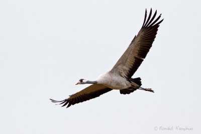 Common Crane - Kraanvogel