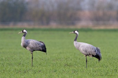 Common Crane - Kraanvogel