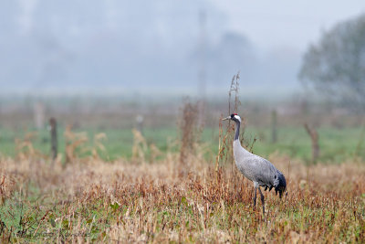 Common Crane - Kraanvogel