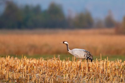 Common Crane - Kraanvogel