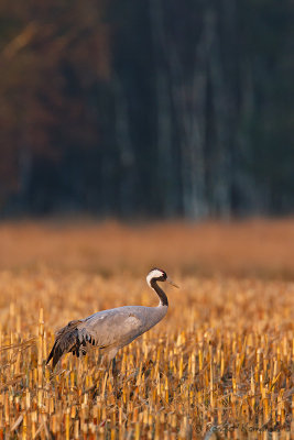 Common Crane - Kraanvogel