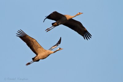 Common Crane - Kraanvogel