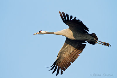 Common Crane - Kraanvogel