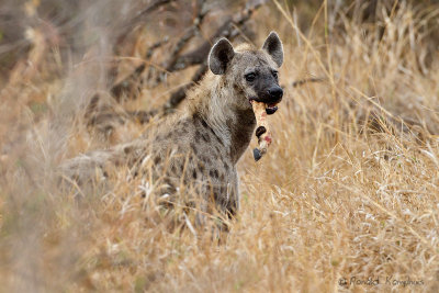 Spotted Hyena - Gevlekte hyena
