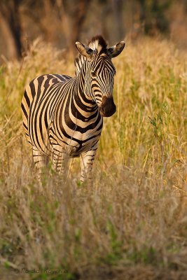 Burchell's zebra