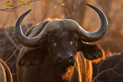 Cape Buffalo - Kaapse buffel