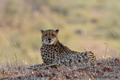 Cheeta - Jachtluipaard
