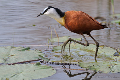 African Jacana - Lelieloper