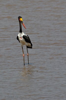 Saddle-billed Stork - Zadelbekooievaar