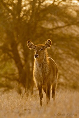 Waterbuck - Waterbok